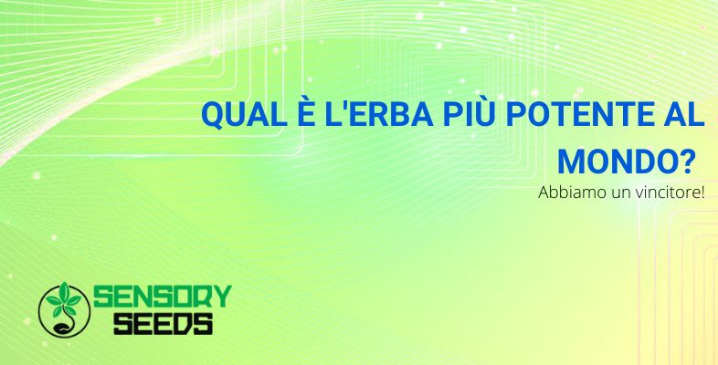 Qual è l'erba più potente | Sensoryseeds