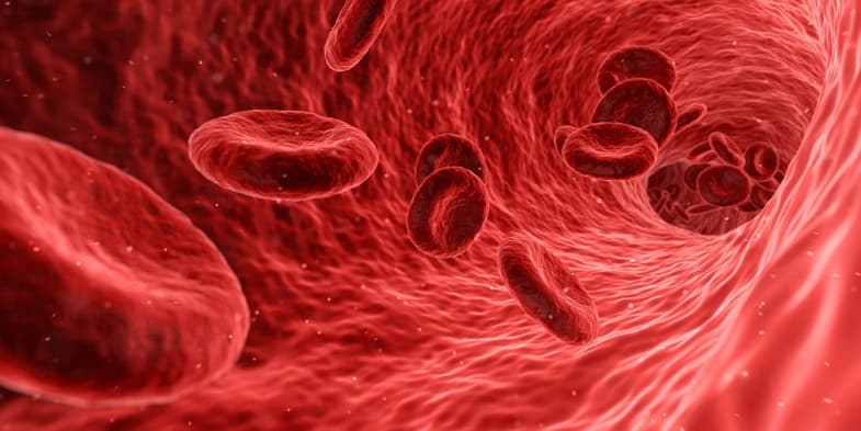 Interno di un vaso sanguigno | Sensoryseeds