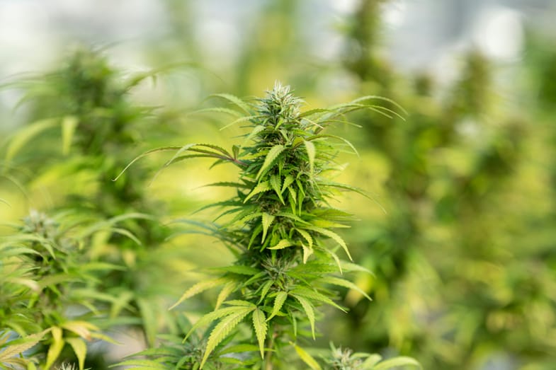 Pianta di cannabis ad alto contenuto di THC | Sensoryseeds