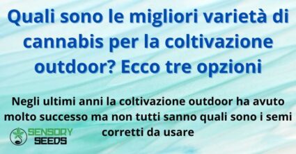 Quali sono le migliori varietà di cannabis per la coltivazione outdoor?