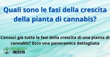 Quali sono le fasi della crescita della pianta di cannabis?