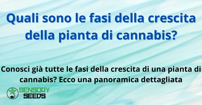 Quali sono le fasi della crescita della pianta di cannabis?