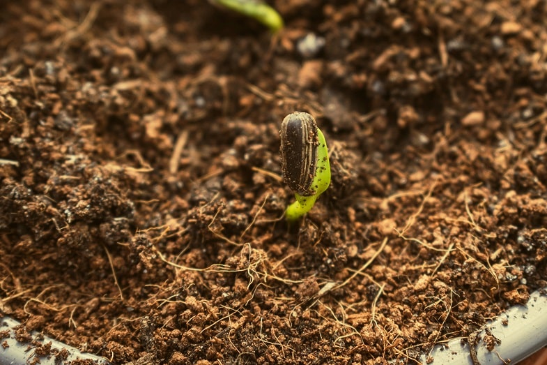 Fase 1: germinazione