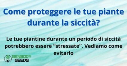 Come proteggere le tue piante durante la siccità?