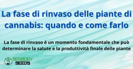 La fase di rinvaso delle piante di cannabis