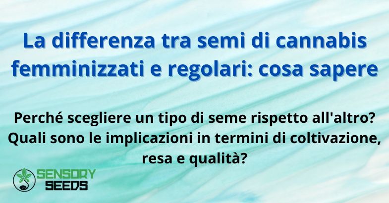 La differenza tra semi di cannabis femminizzati e regolari