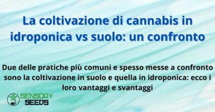 La coltivazione di cannabis in idroponica vs suolo