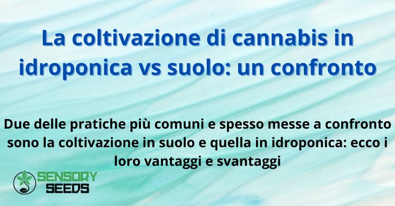La coltivazione di cannabis in idroponica vs suolo