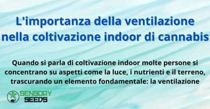 L'importanza della ventilazione nella coltivazione indoor di cannabis