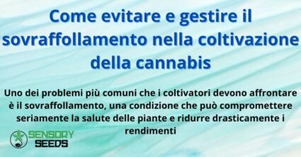 Come evitare e gestire il sovraffollamento nella coltivazione della cannabis