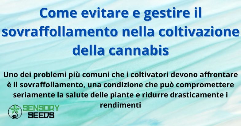 Come evitare e gestire il sovraffollamento nella coltivazione della cannabis