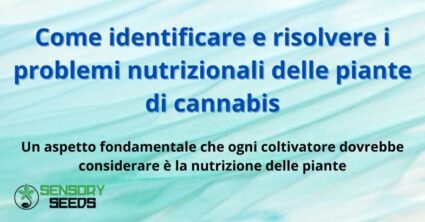 Come identificare e risolvere i problemi nutrizionali delle piante di cannabis