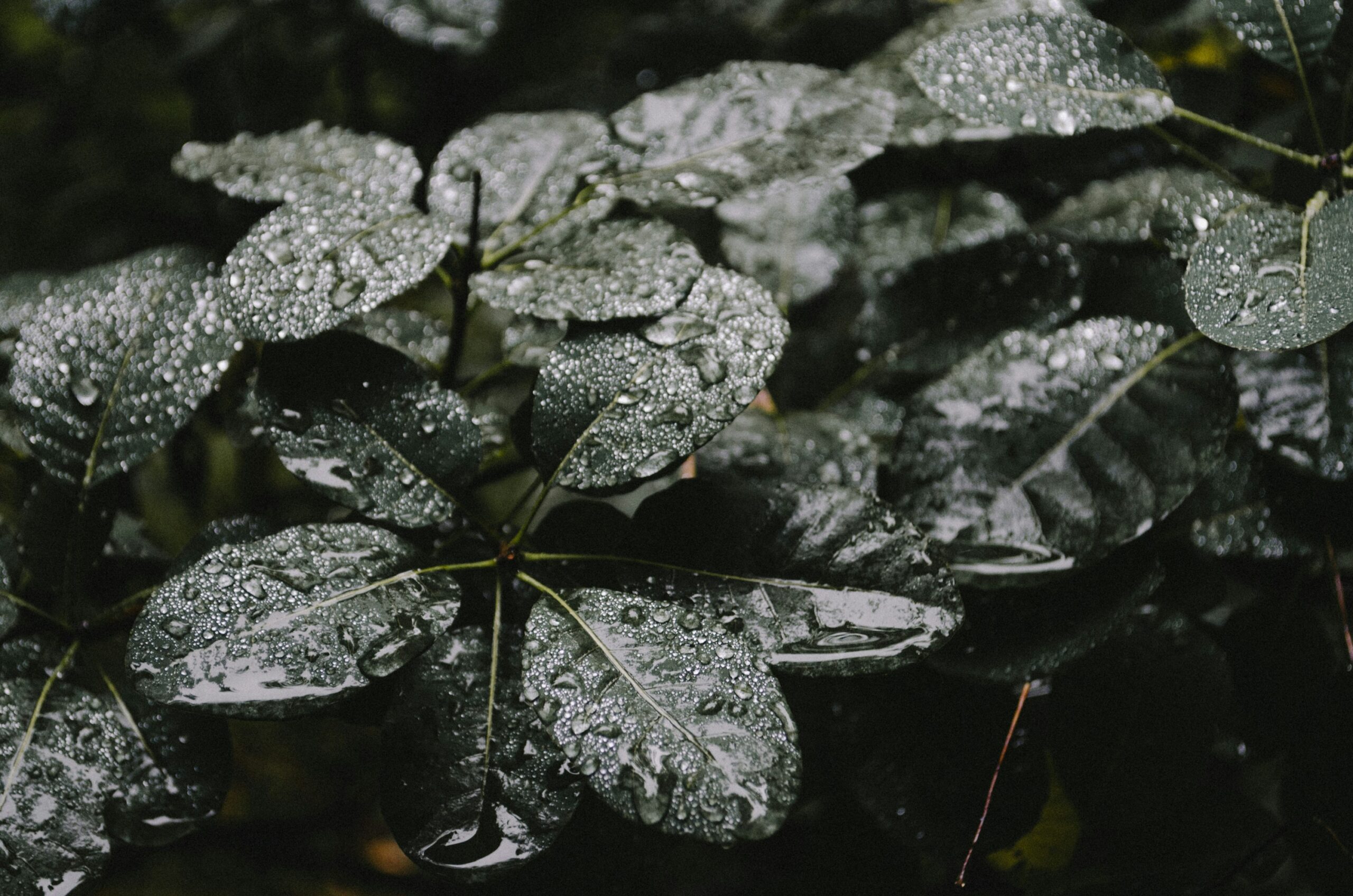 Risolvere i problemi nutrizionali delle piante