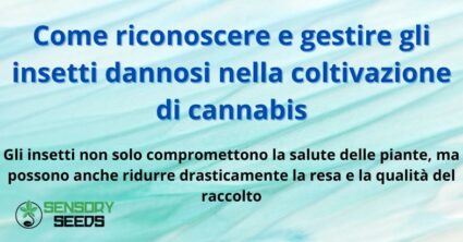 Come riconoscere e gestire gli insetti dannosi nella coltivazione di cannabis