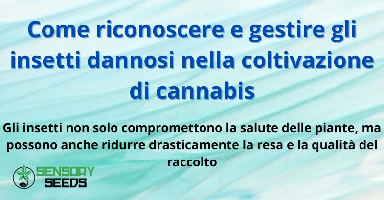 Come riconoscere e gestire gli insetti dannosi nella coltivazione di cannabis