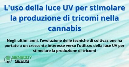 L'uso della luce UV per stimolare la produzione di tricomi nella cannabis