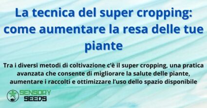La tecnica del super cropping: come aumentare la resa delle tue piante