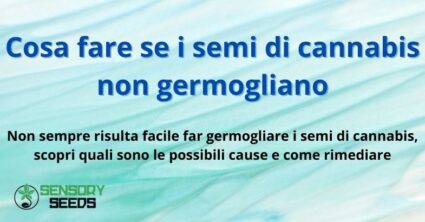 Cosa fare se i semi di cannabis non germogliano