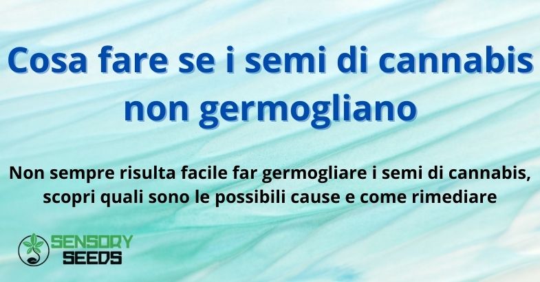 Cosa fare se i semi di cannabis non germogliano