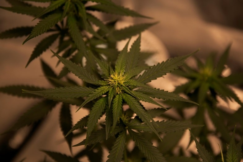 Crescita della cannabis più rapida e resa migliore