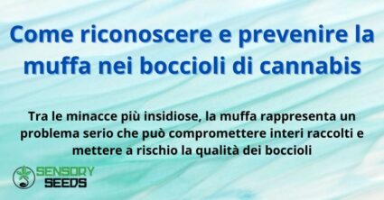 Come riconoscere e prevenire la muffa nei boccioli di cannabis