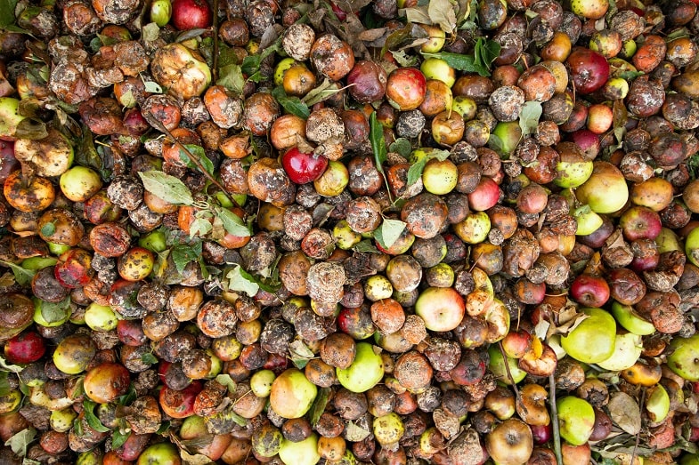 Errori nei metodi di germinazione dei semi