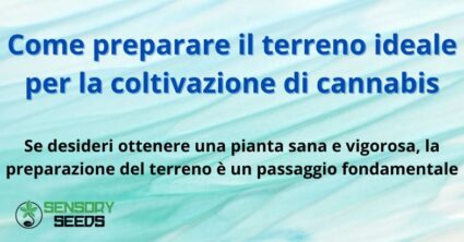 Come preparare il terreno ideale per la coltivazione di cannabis