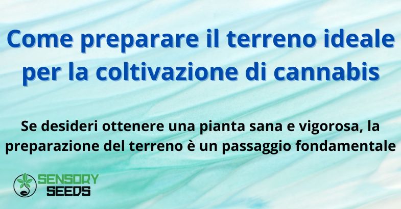 Come preparare il terreno ideale per la coltivazione di cannabis