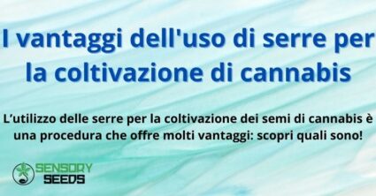 I vantaggi dell'uso di serre per la coltivazione di cannabis