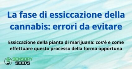 La fase di essiccazione della cannabis: errori da evitare