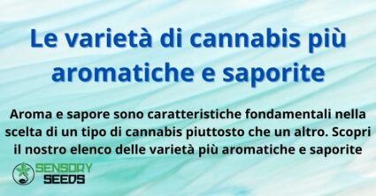 Le varietà di cannabis più aromatiche e saporite