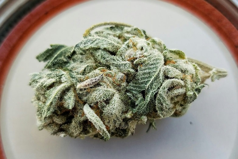 Raccolta ed Essiccazione della cannabis
