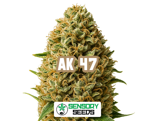 Infiorescenza resinosa della varietà AK 47 di Sensoryseeds