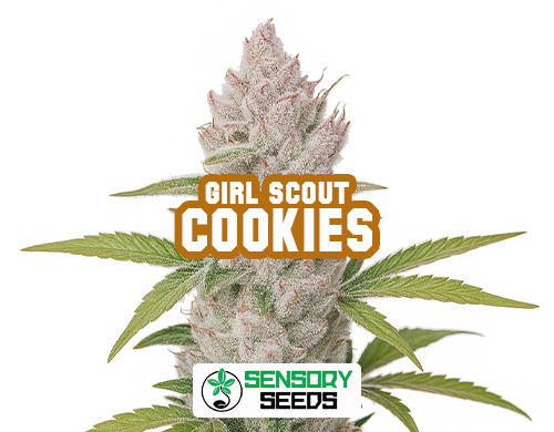 Infiorescenza resinosa della varietà Girl Scout Cookiesdi Sensoryseeds