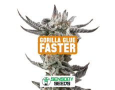 Infiorescenza resinosa della varietà Gorilla Glue Faster di Sensoryseeds