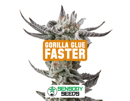 Infiorescenza resinosa della varietà Gorilla Glue Faster di Sensoryseeds