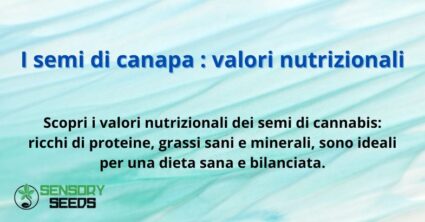 I semi di canapa : valori nutrizionali