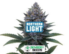 Infiorescenza resinosa della varietà Northern Light di Sensoryseeds 