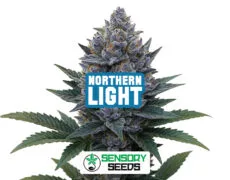 northern-light-sensoryseeds Infiorescenza resinosa della varietà Northern Light di Sensoryseeds