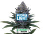 34895 Infiorescenza resinosa della varietà Northern Light di Sensoryseeds