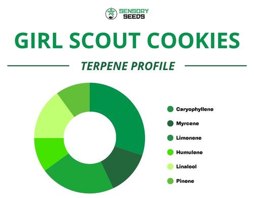 Grafico a torta del profilo terpenico della varietà Girl Scout Cookies