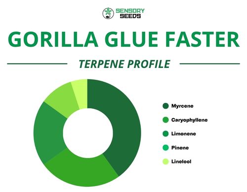 Grafico a torta del profilo terpenico della varietà Gorilla Glue Faster