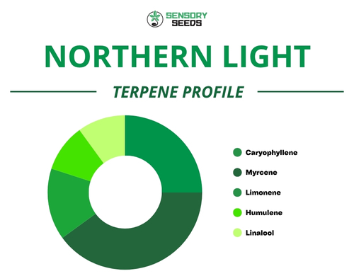 Grafico a torta del profilo terpenico della varietà Northern Light