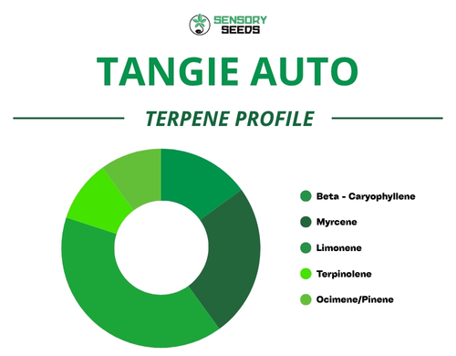 Grafico a torta del profilo terpenico della varietà Tangie Auto
