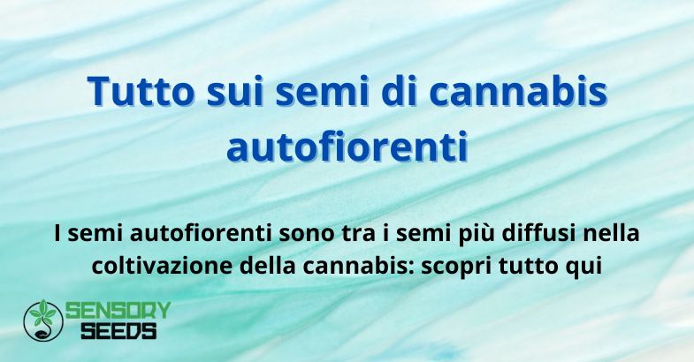 Tutto sui semi di cannabis autofiorenti