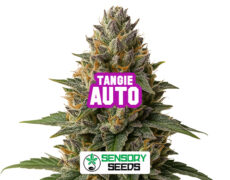 Infiorescenza resinosa della varietà Tangie Auto di Sensoryseeds 