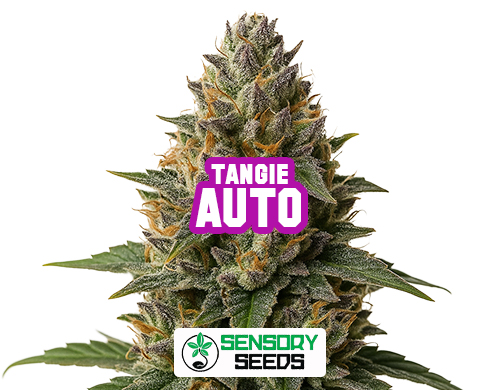 Infiorescenza resinosa della varietà Tangie Auto di Sensoryseeds