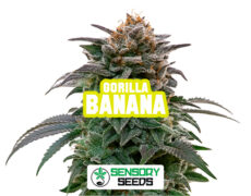 Infiorescenza resinosa della varietà Gorilla Banana di Sensoryseeds