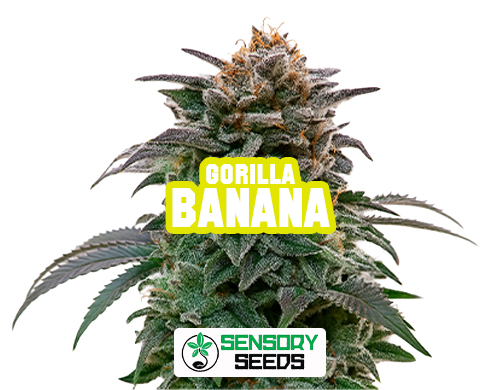 Infiorescenza resinosa della varietà Gorilla Banana di Sensoryseeds