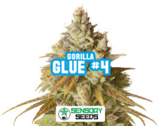 Infiorescenza resinosa della varietà Gorilla Glue #4 di Sensoryseeds